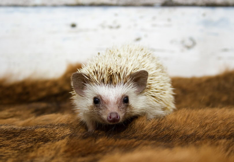 Algerian hedgehog