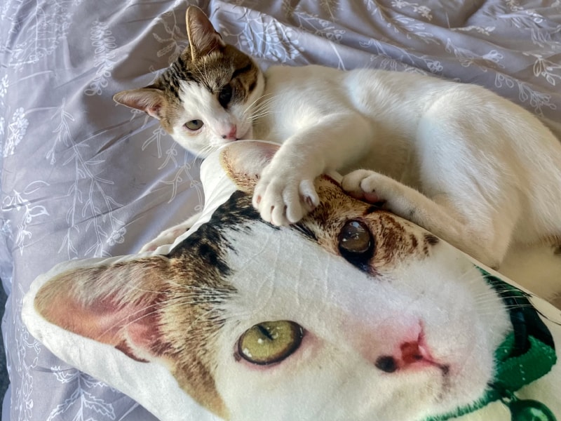 All About Vibe Custom Shaped Pillow - makoa playing with the product