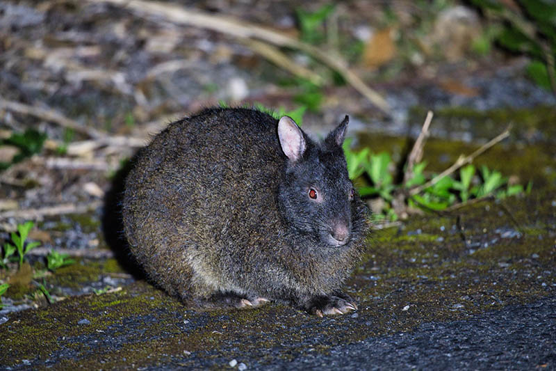Amami rabbit or Amaminokurousagi in Amami island, Japan