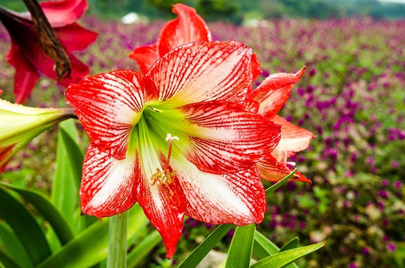 Amaryllis flower