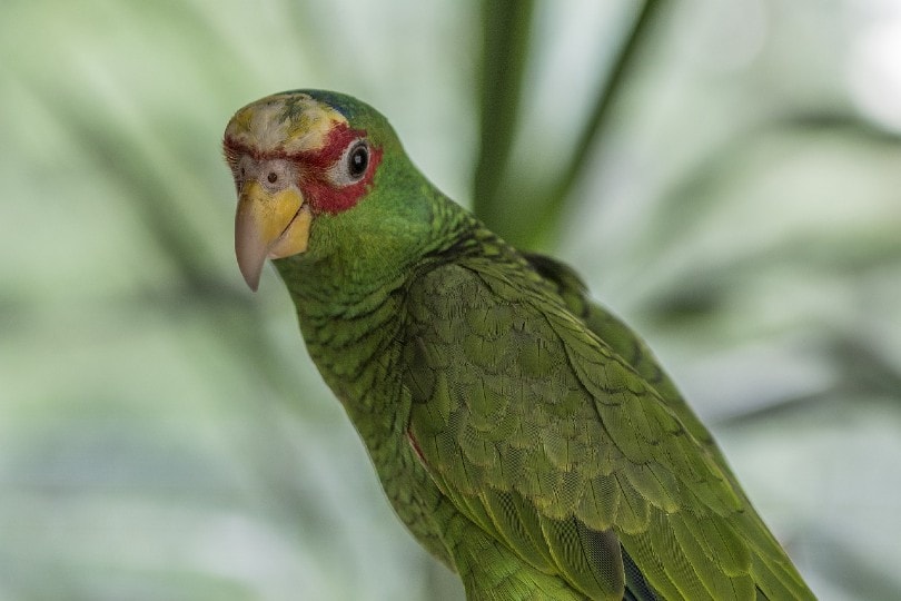 Amazon Parrot