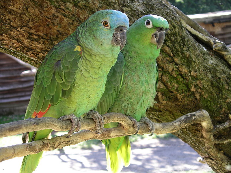 Amazon Parrots
