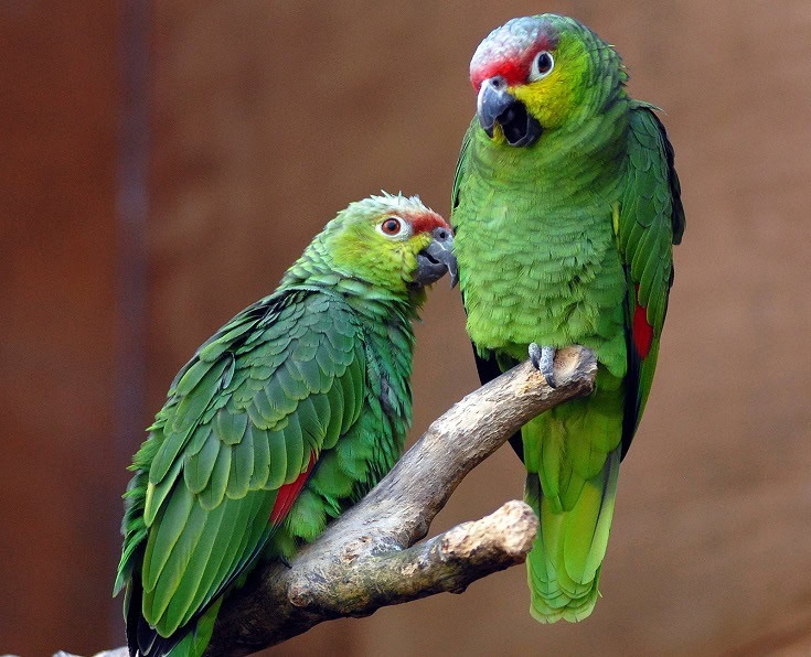 Amazon Parrots