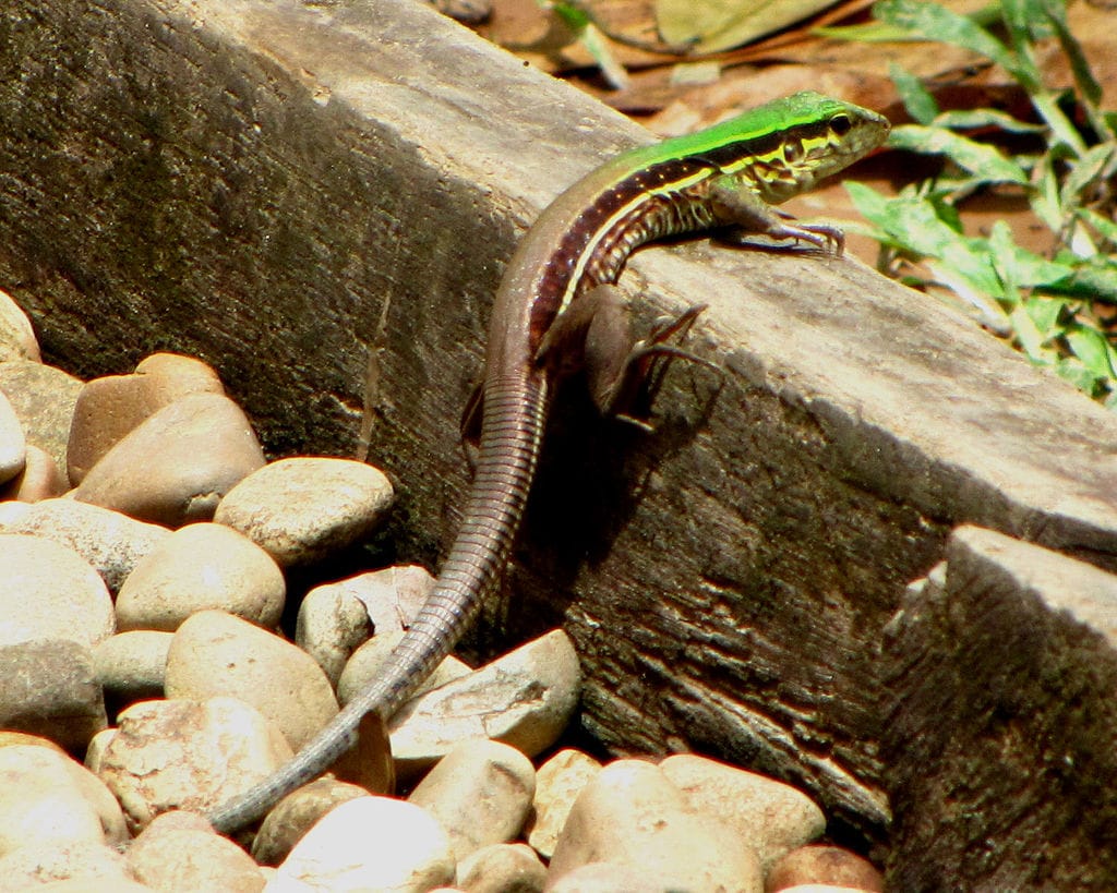 Amazon Racerunner female