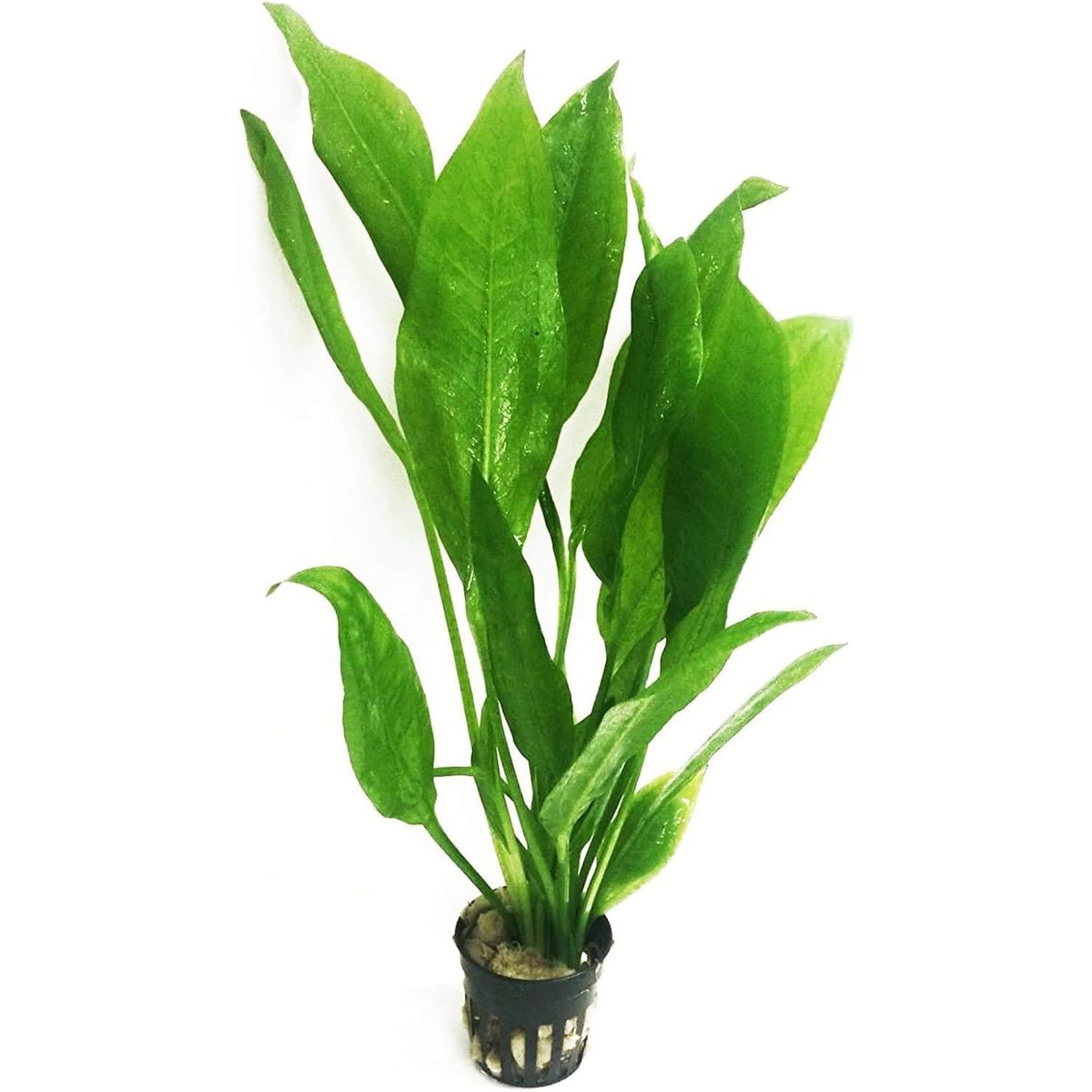 Amazon Sword Paniculatus Potted Live Aquarium Plants