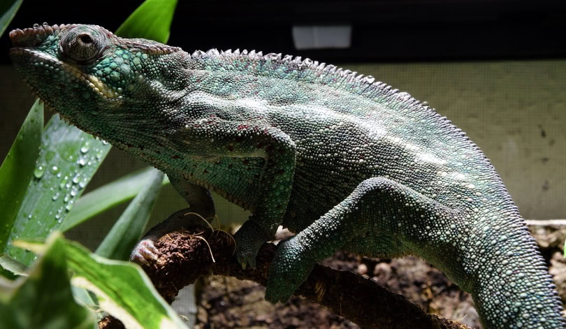 Ambilobe panther chameleon