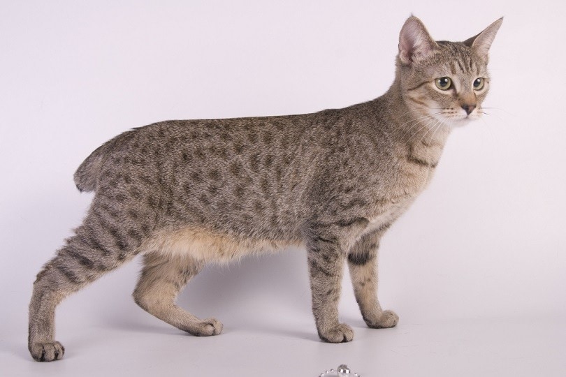 American Bobtail