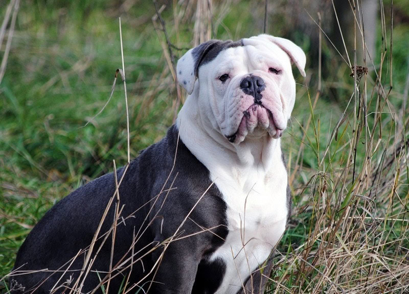 American Bulldog
