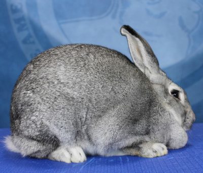 American Chinchilla Rabbit