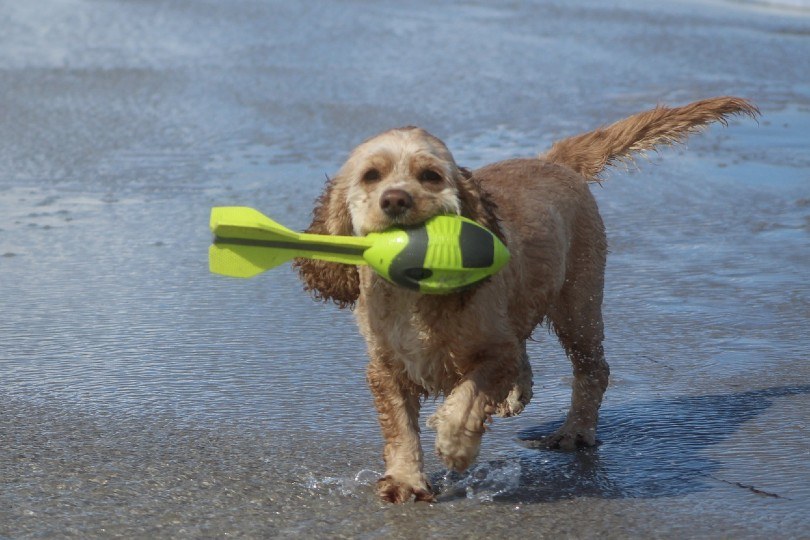 American Cocker Spaniel playing by the beach