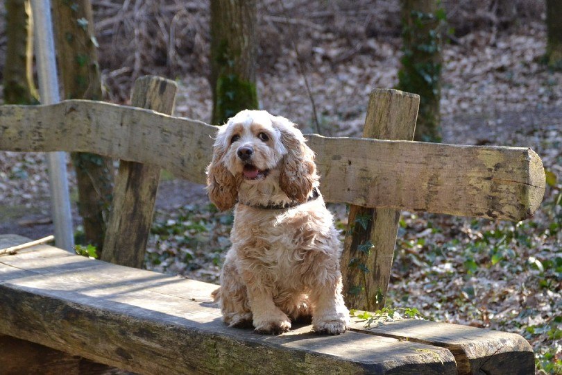 American Cocker Spaniel sitting on the bench