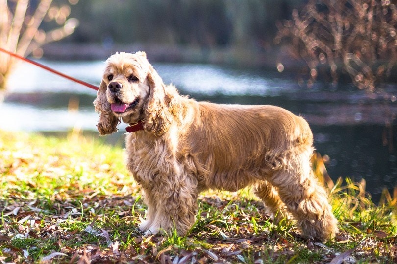 American Cocker Spaniel standing near lake