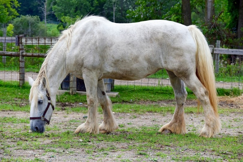 American Cream Draft Horse
