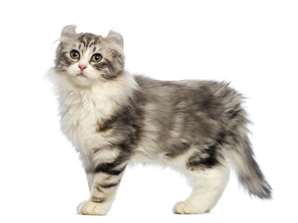 American Curl kitten
