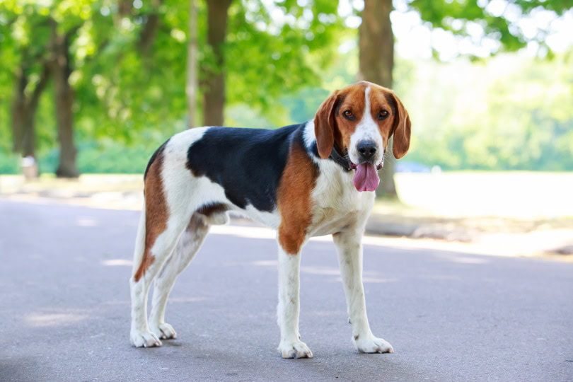 American Foxhound_Olga Aniven_Shutterstock