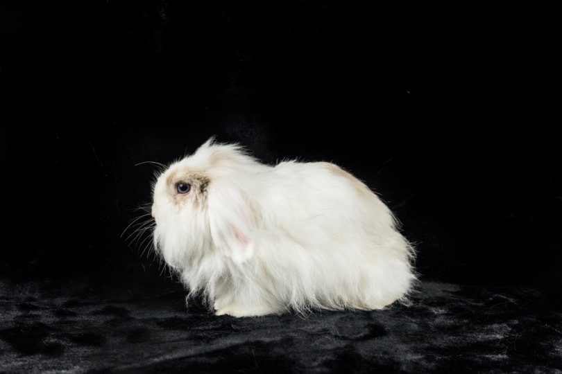American Fuzzy Lop rabbit