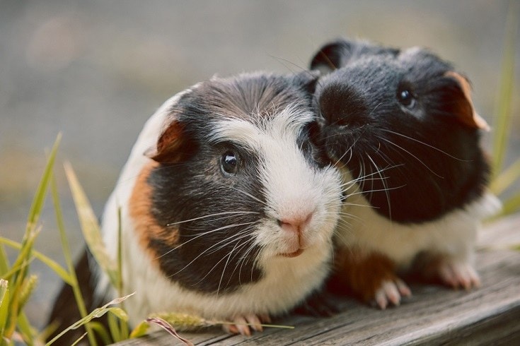 American Guinea Pig