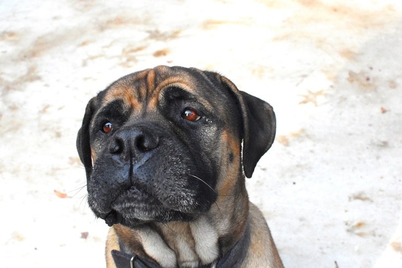 American-Mastiff_PJW31189_shutterstock