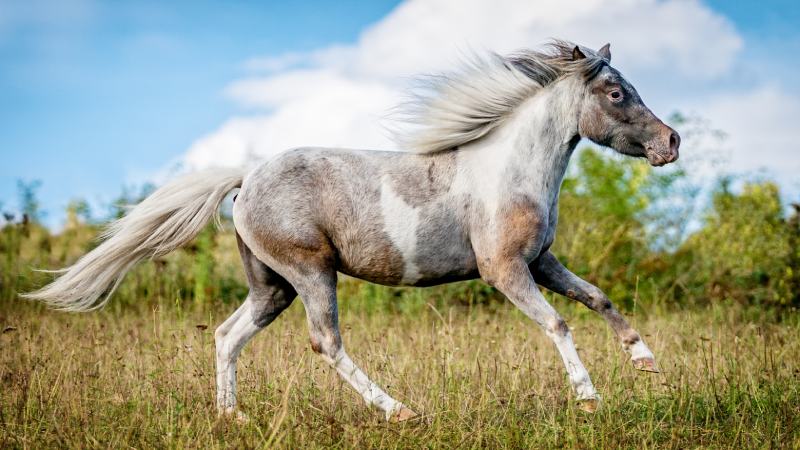 American Miniature Horse running in nature