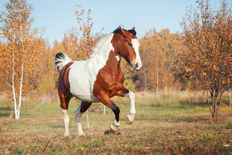 American Paint Horse