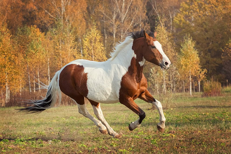 American Paint Horse