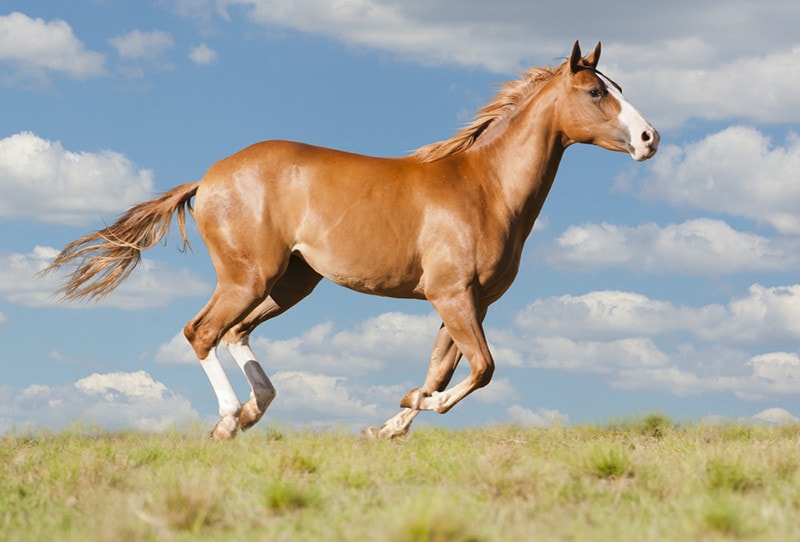 American Quarter Horse