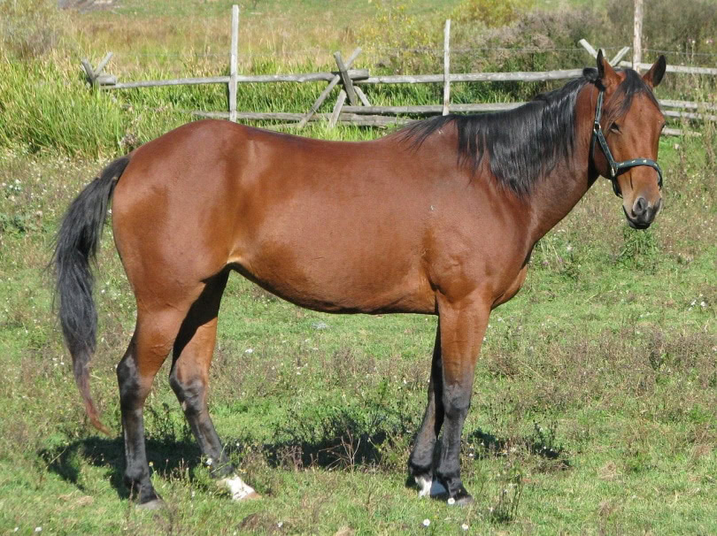 American Quarter horse