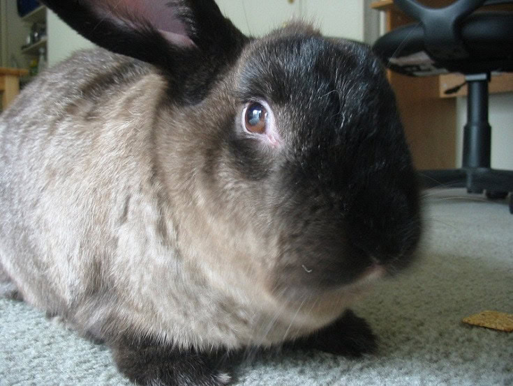 American Sable Rabbit