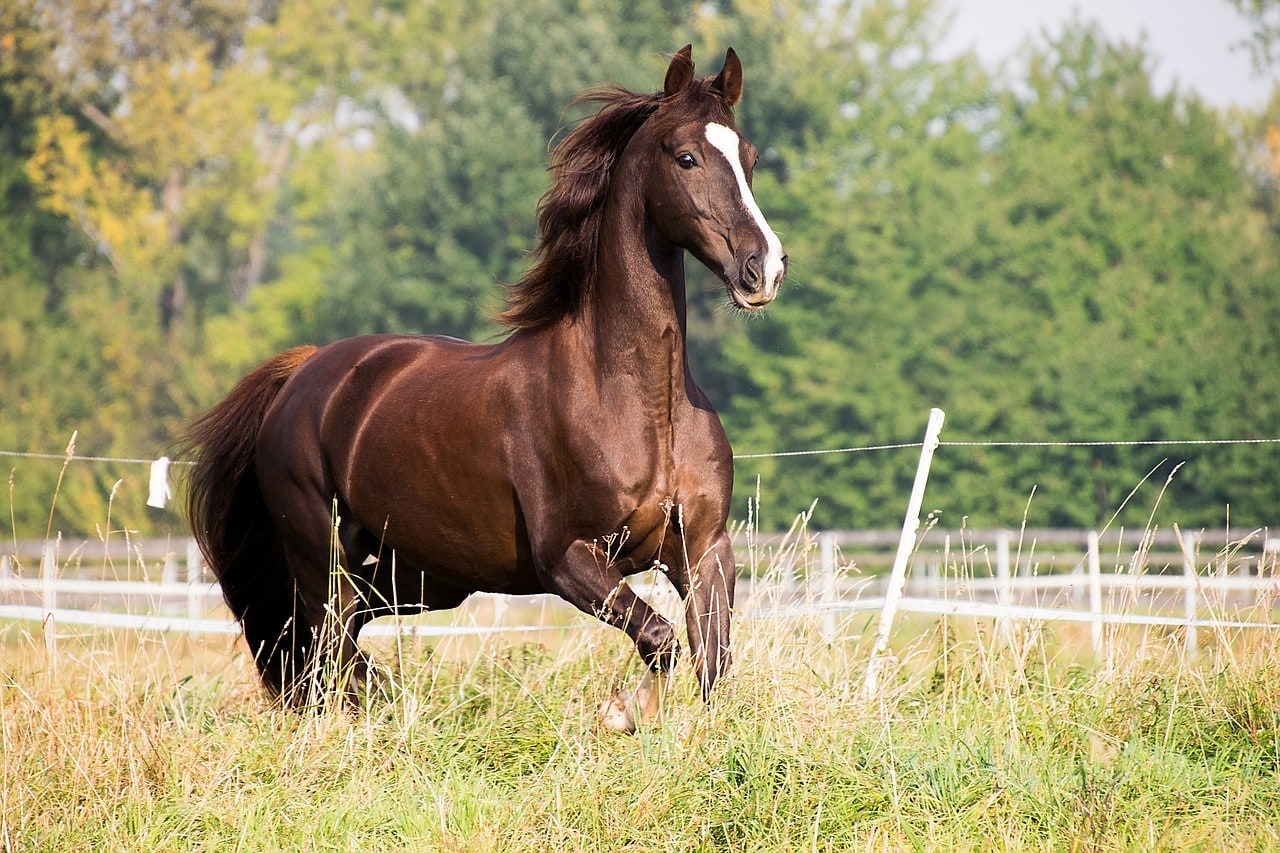 American Saddlebred Horse