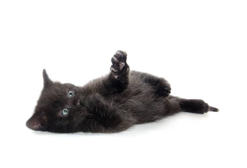 Black American Shorthair