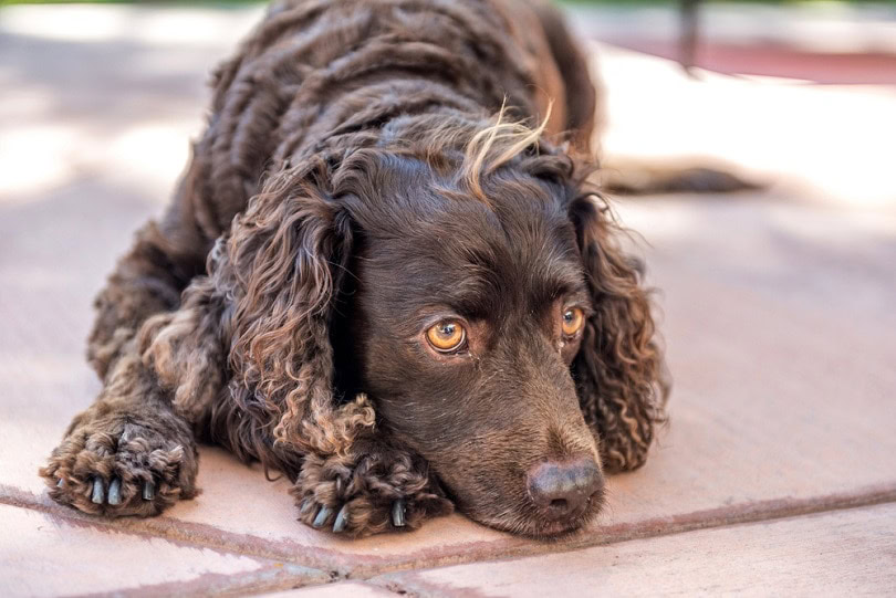 American-Water-Spaniel