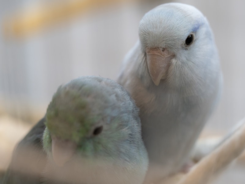 American White Parrotlet