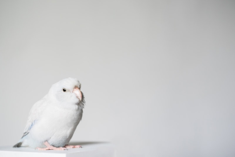 American White parrotlet on white background