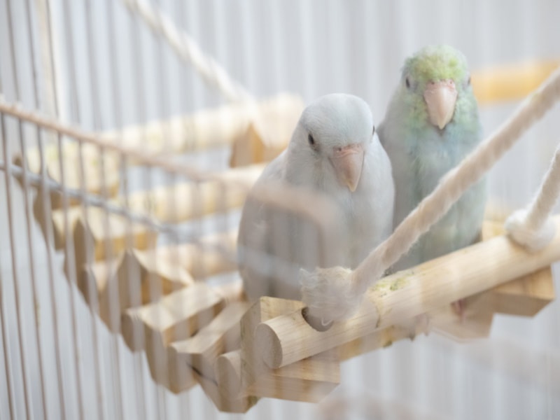 American White parrotlets in a cage