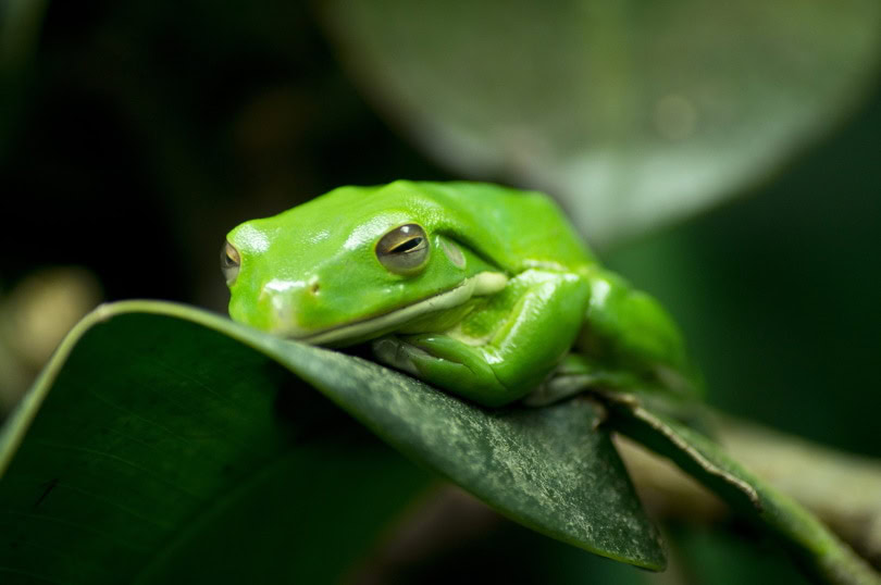 American green tree frog
