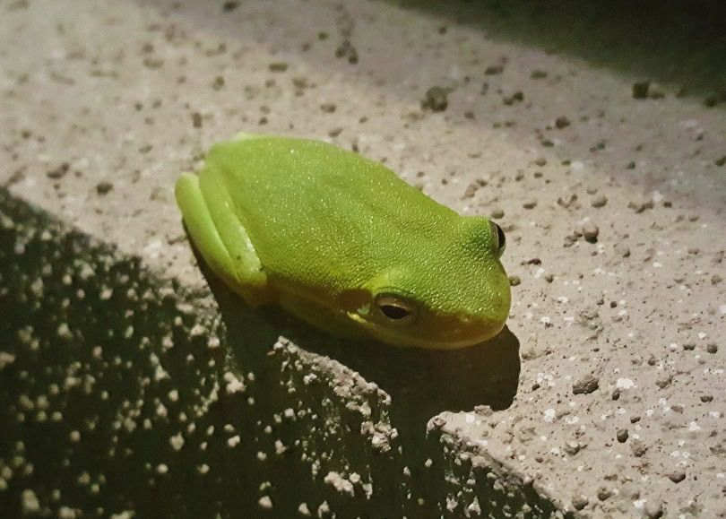 American green tree frog