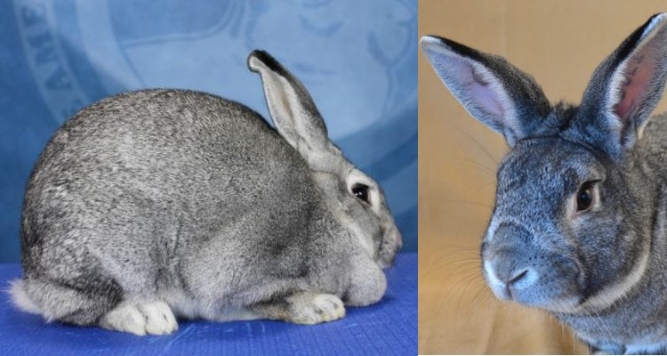American Chinchilla Rabbit
