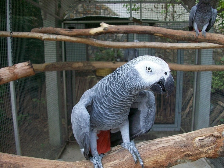 An African Grey Parrot