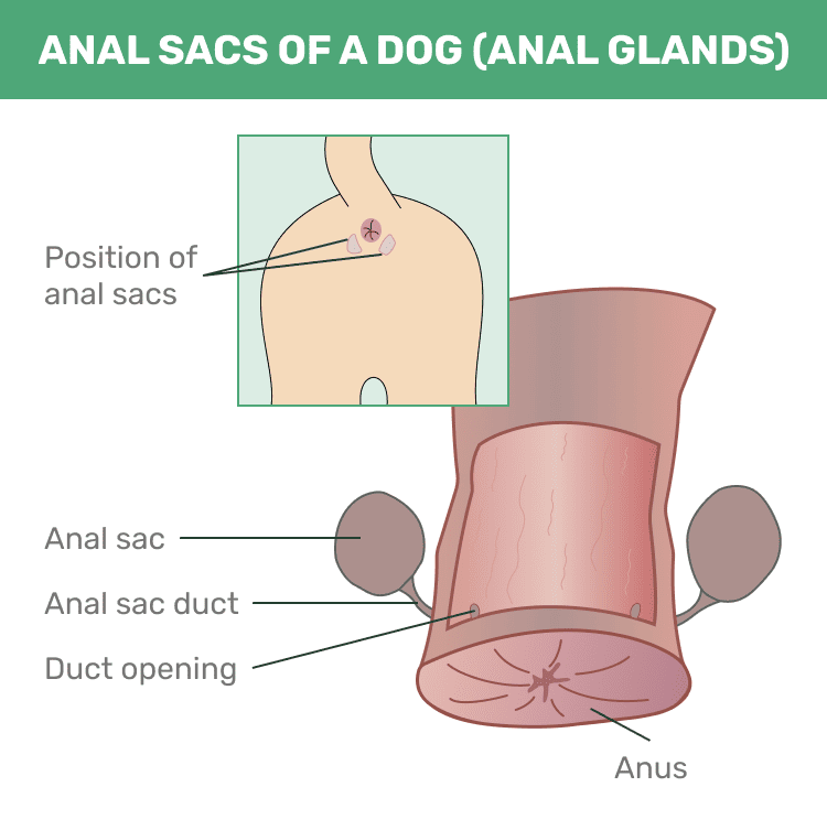 Anal sacs, anal gland of the dog