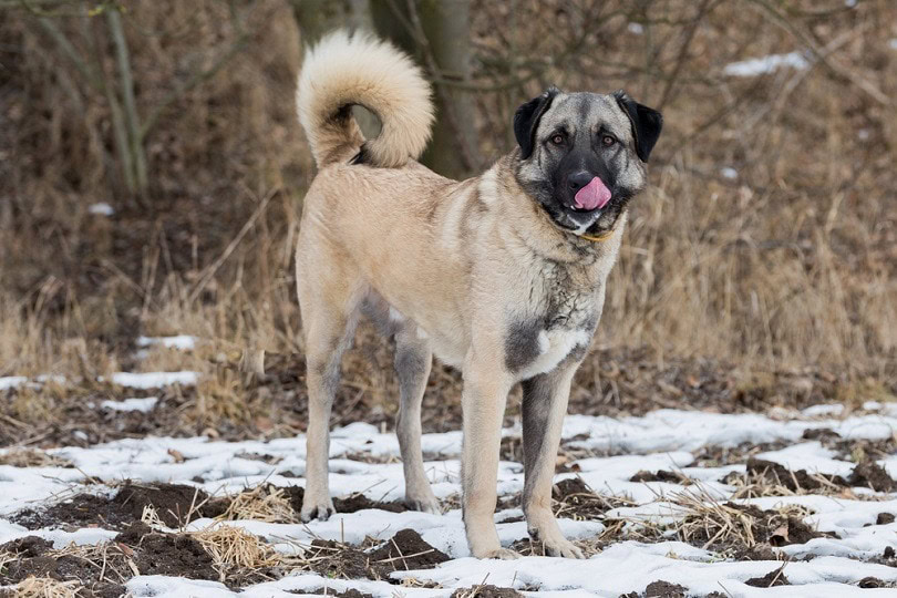 Anatolian-Shepherd