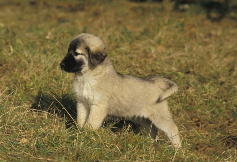 Anatolian shepherd puppy in the grass
