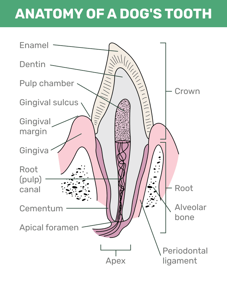 Anatomy of a dog tooth