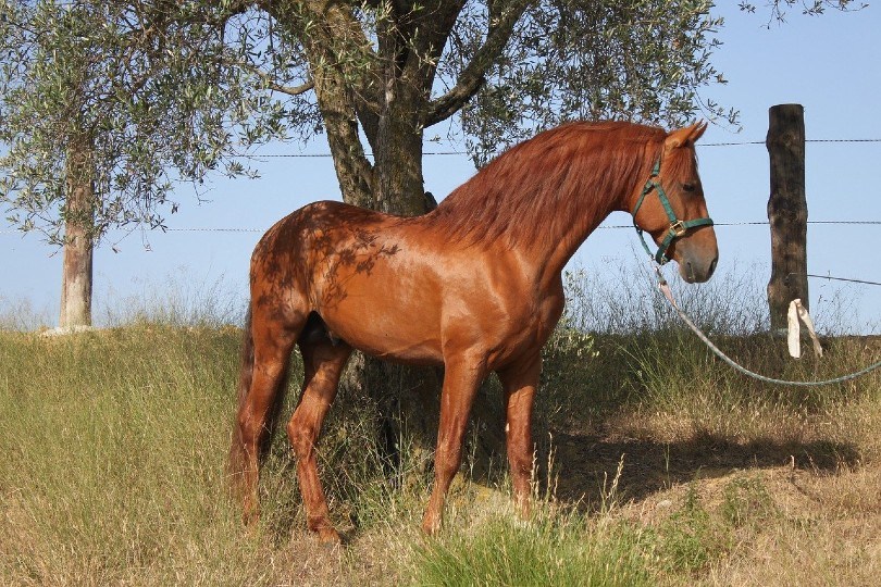 Andalusian Horse