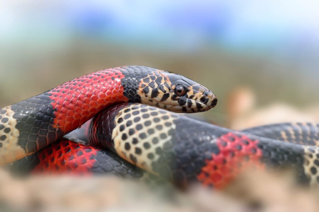 Andean milk snake