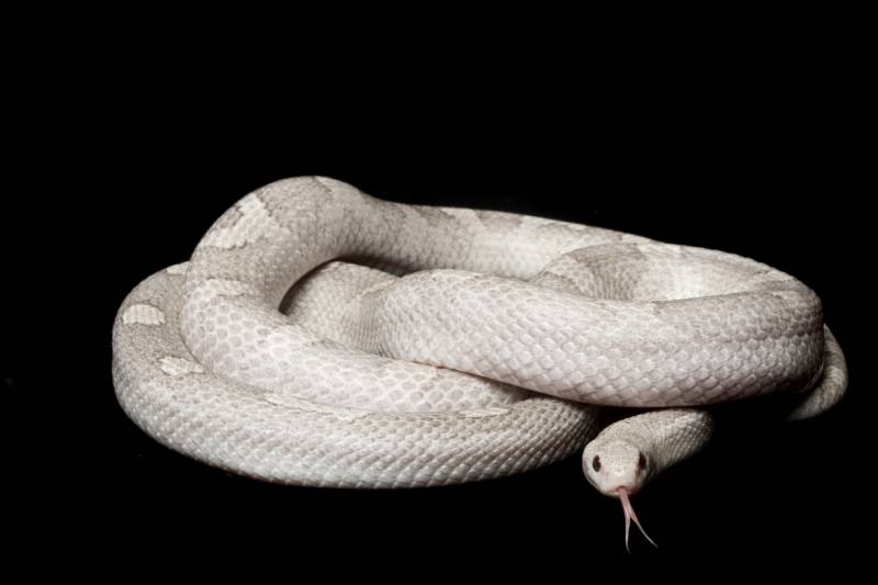 Anerythristic lavender blood red corn snake