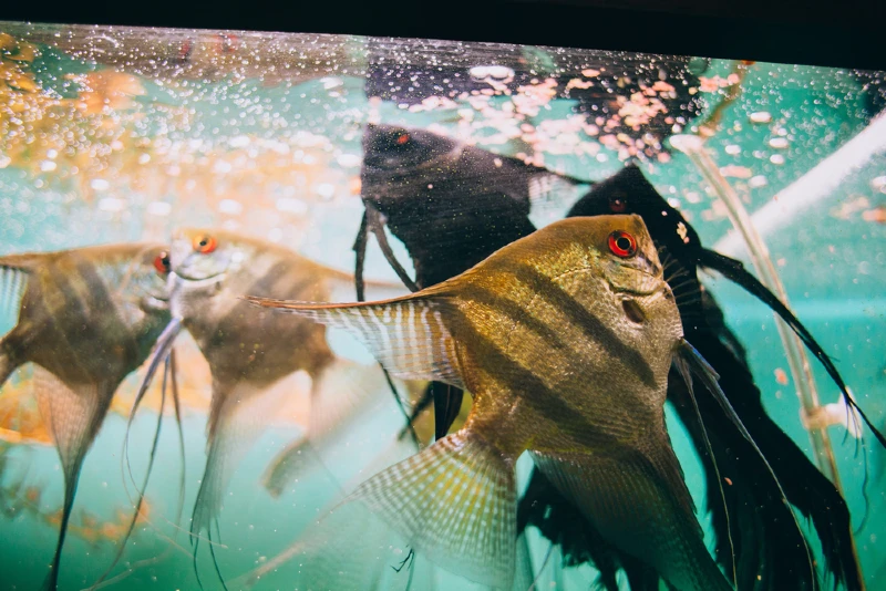 Angelfish Pterophyllum scalare eating their food