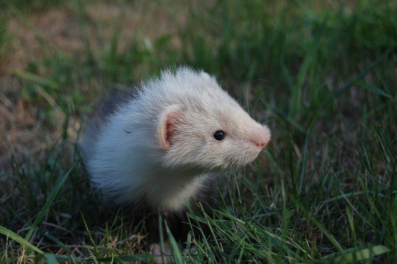 Angora ferret baby 6 weeks_Yasmins world_shutterstock