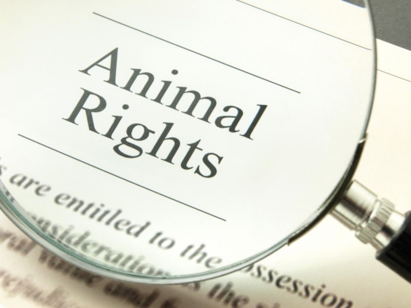 Animal rights Act under magnifying glass