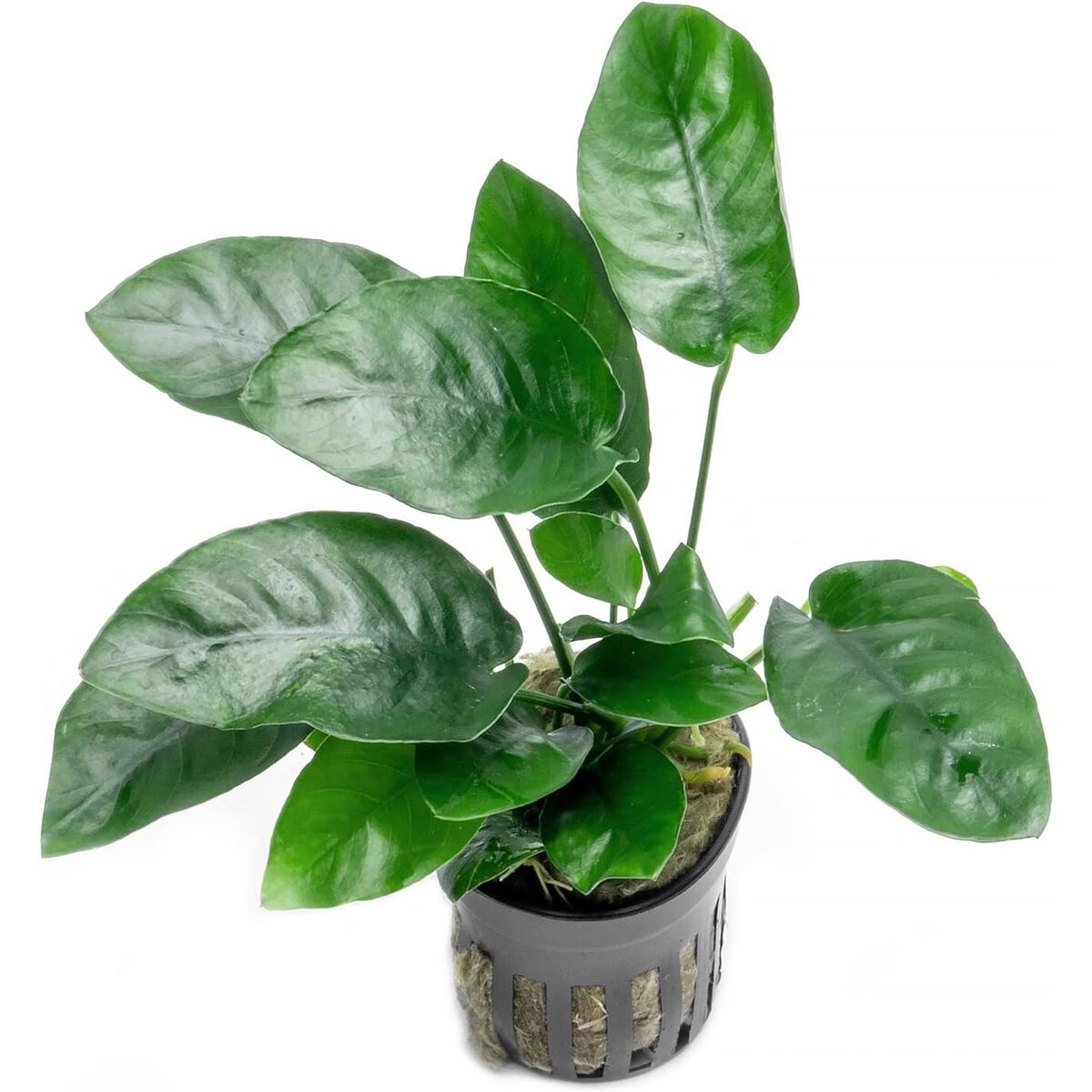 Anubias Live Aquarium Plant