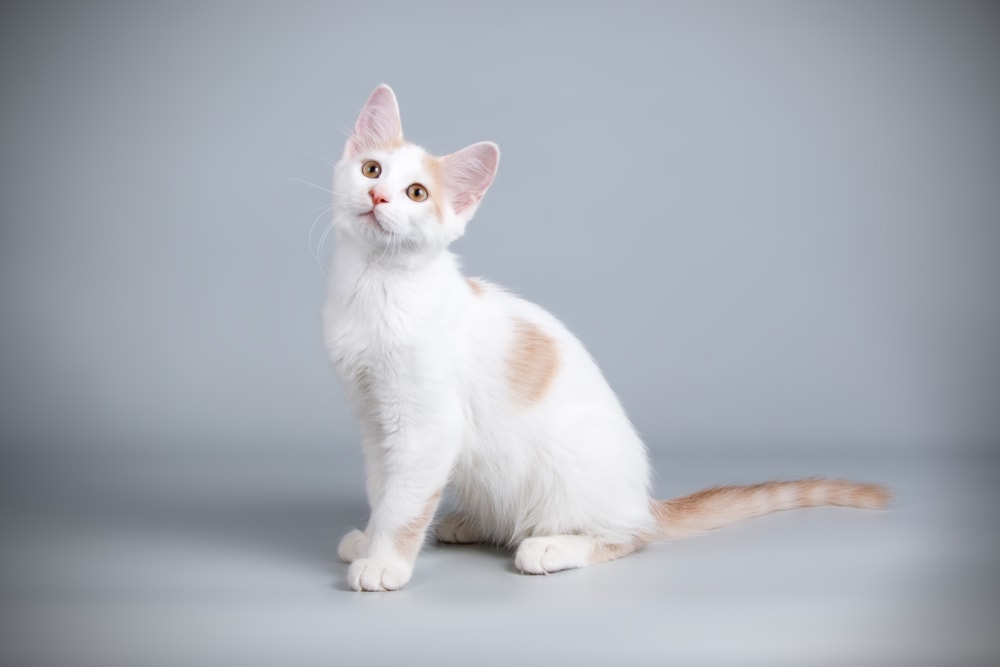 Aphrodite giant kitten